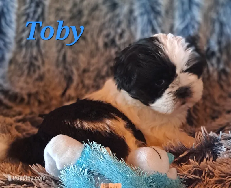 AKC Toby
