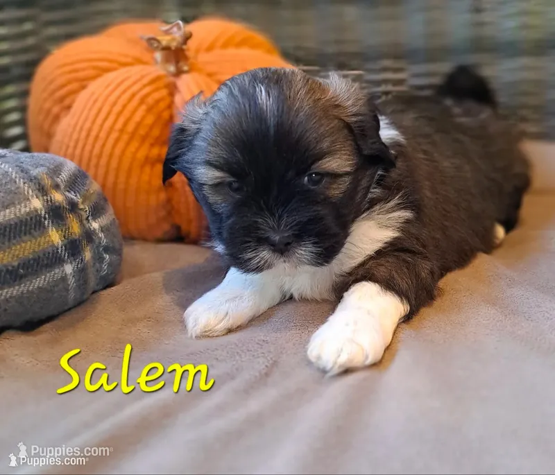 AKC Salem – Lhasa Apso puppy for sale in Due West, SC