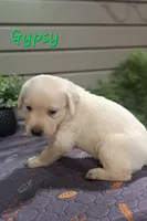 Gypsy, a female Goldador for sale in Due West, SC – 2 of 2