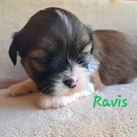 AKC Ravis, a male Lhasa Apso for sale in Due West, SC – 5 of 6