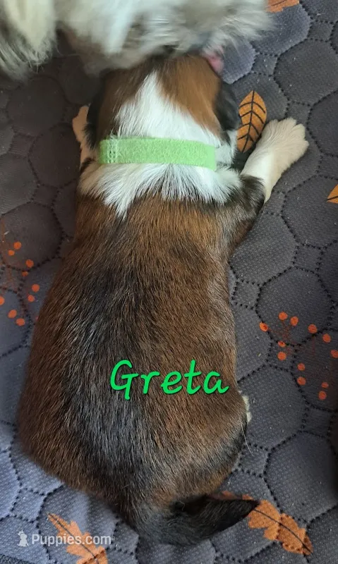 AKC Greta – Lhasa Apso puppy for sale in Due West, SC
