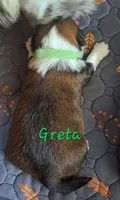 AKC Greta, a female Lhasa Apso for sale in Due West, SC – 1 of 5