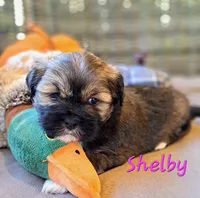 AKC Shelby, a female Lhasa Apso for sale in Due West, SC – 6 of 6