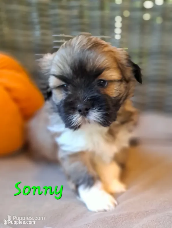 AKC Sonny – Lhasa Apso puppy for sale in Due West, SC