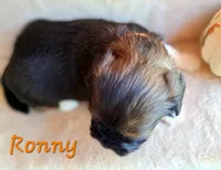 AKC Ronny, a male Lhasa Apso for sale in Due West, SC – 3 of 4