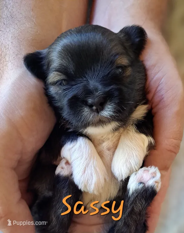 Sassy – Lhasa Apso puppy for sale in Due West, SC