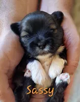 Sassy, a female Lhasa Apso for sale in Due West, SC – 1 of 5