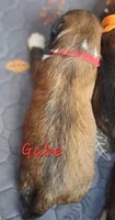 AKC Gabe, a male Lhasa Apso for sale in Due West, SC – 4 of 4