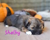 AKC Shelby, a female Lhasa Apso for sale in Due West, SC – 2 of 6
