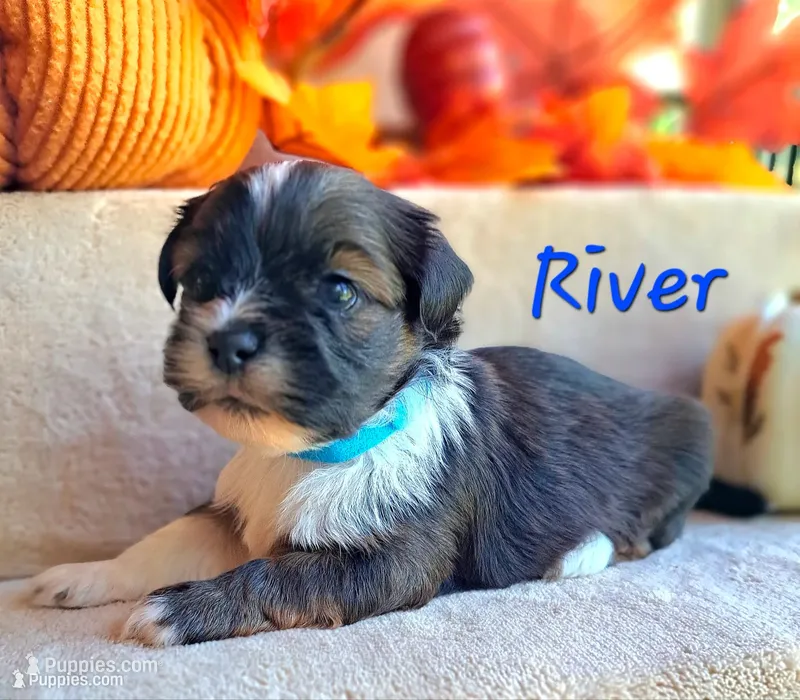 AKC River – Lhasa Apso puppy for sale in Due West, SC
