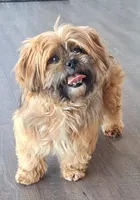 AKC Ruby, a female Lhasa Apso for sale in Due West, SC – Photo 5 of 5