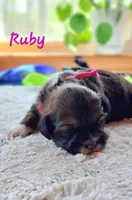 AKC Ruby, a female Lhasa Apso for sale in Due West, SC – Photo 1 of 5