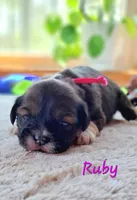 AKC Ruby, a female Lhasa Apso for sale in Due West, SC – Photo 2 of 5