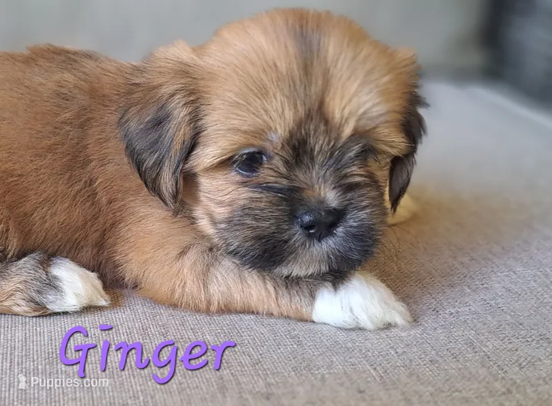 AKC Ginger – Lhasa Apso puppy for sale in Due West, SC