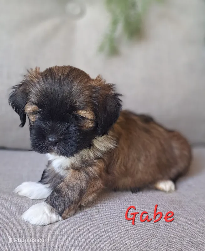 AKC Gabe – Lhasa Apso puppy for sale in Due West, SC