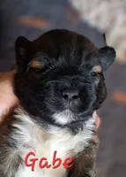 AKC Gabe, a male Lhasa Apso for sale in Due West, SC – 3 of 4