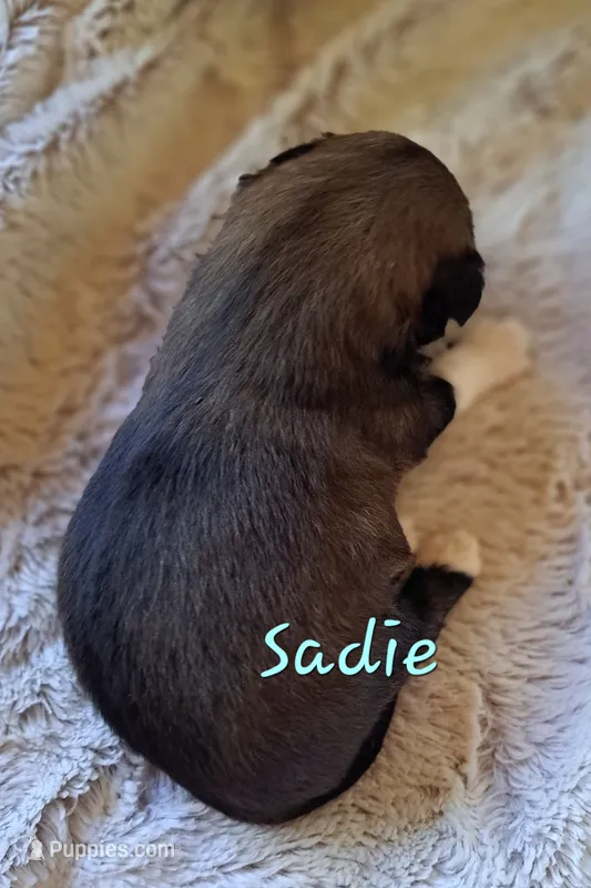 AKC Sadie – Lhasa Apso puppy for sale in Due West, SC