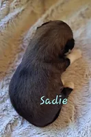 AKC Sadie, a female Lhasa Apso for sale in Due West, SC – 1 of 1