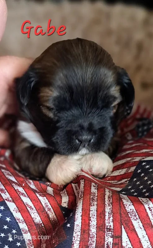 AKC Gabe – Lhasa Apso puppy for sale in Due West, SC