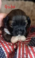 AKC Gabe, a male Lhasa Apso for sale in Due West, SC – 1 of 4