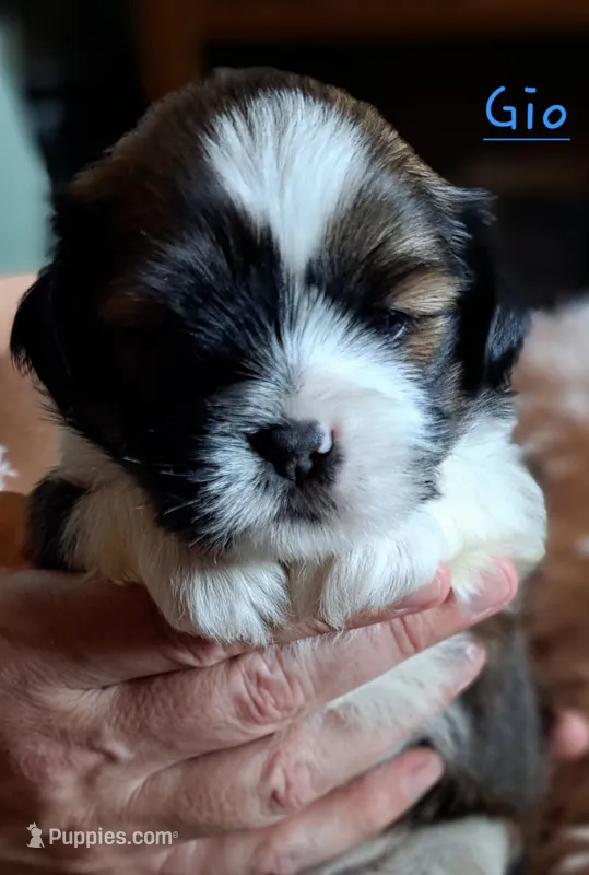 AKC Gio – Lhasa Apso puppy for sale in Due West, SC