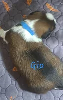 AKC Gio, a male Lhasa Apso for sale in Due West, SC – 1 of 4