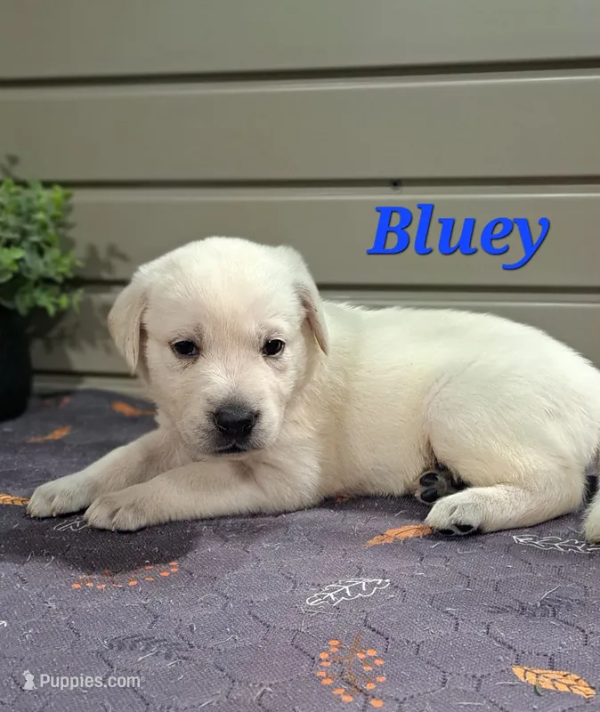 Bluey – Goldador puppy for sale in Due West, SC
