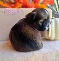 AKC Rayme, a male Lhasa Apso for sale in Due West, SC – 2 of 4