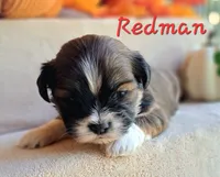 AKC Redman, a male Lhasa Apso for sale in Due West, SC – 3 of 5