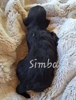 AKC Simba, a male Lhasa Apso for sale in Due West, SC – 2 of 2