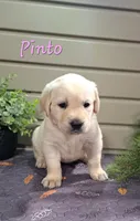Pinto, a female Goldador for sale in Due West, SC – 2 of 2