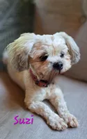 Sassy, a female Lhasa Apso for sale in Due West, SC – 4 of 5