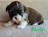 AKC Ravis, a male Lhasa Apso for sale in Due West, SC – 3 of 6