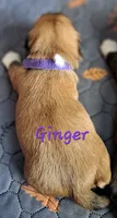 AKC Ginger, a female Lhasa Apso for sale in Due West, SC – 2 of 4