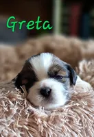 AKC Greta, a female Lhasa Apso for sale in Due West, SC – 4 of 5