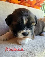 AKC Redman, a male Lhasa Apso for sale in Due West, SC – 4 of 5