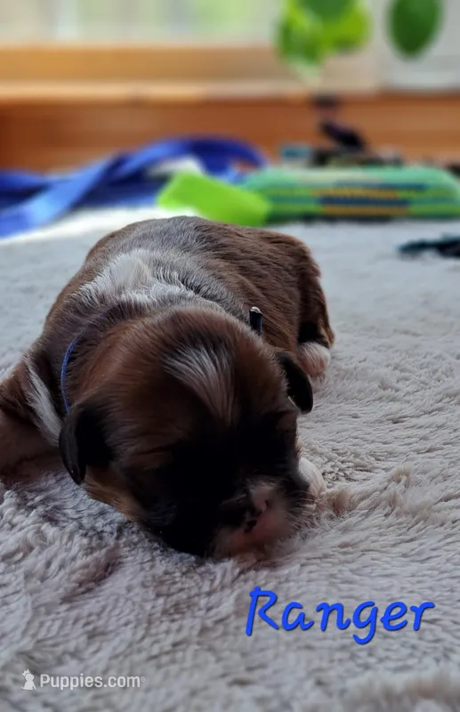 AKC Ranger – Lhasa Apso puppy for sale in Due West, SC