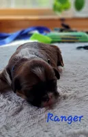 AKC Ranger, a male Lhasa Apso for sale in Due West, SC – Photo 1 of 3