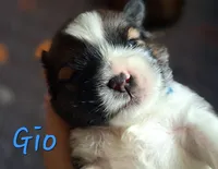 AKC Gio, a male Lhasa Apso for sale in Due West, SC – 4 of 4