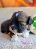 AKC Rayme, a male Lhasa Apso for sale in Due West, SC – 3 of 4