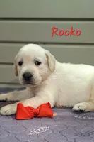 Rocko, a male Goldador for sale in Due West, SC – 2 of 2
