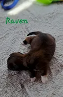 AKC Raven, a female Lhasa Apso for sale in Due West, SC – Photo 2 of 3