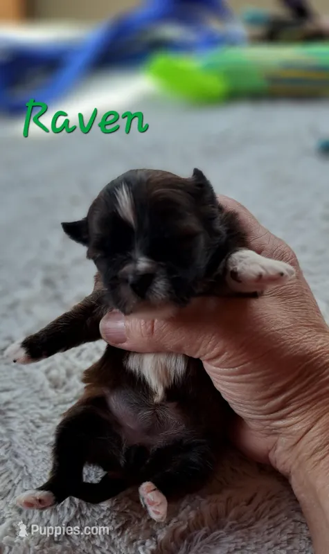 AKC Raven – Lhasa Apso puppy for sale in Due West, SC