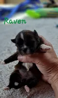 AKC Raven, a female Lhasa Apso for sale in Due West, SC – Photo 1 of 3