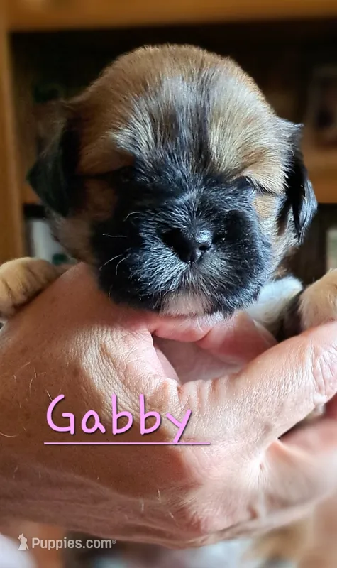 AKC Gabby – Lhasa Apso puppy for sale in Due West, SC