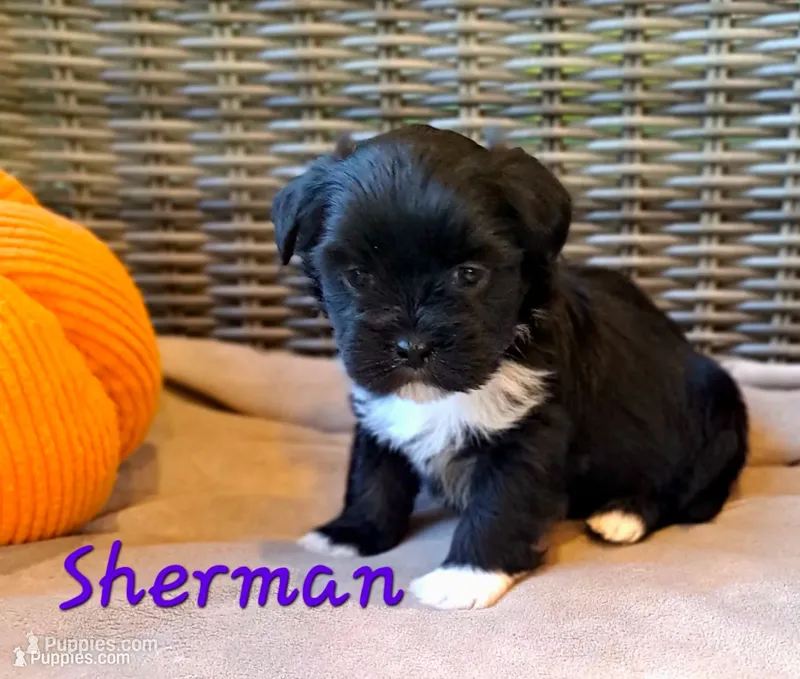 AKC Sherman – Lhasa Apso puppy for sale in Due West, SC