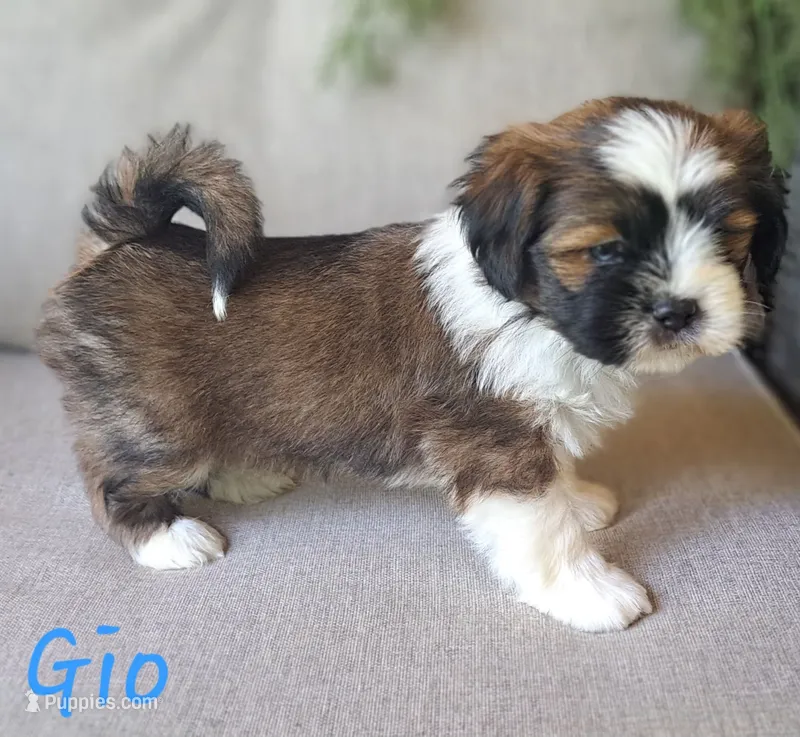 AKC Gio – Lhasa Apso puppy for sale in Due West, SC