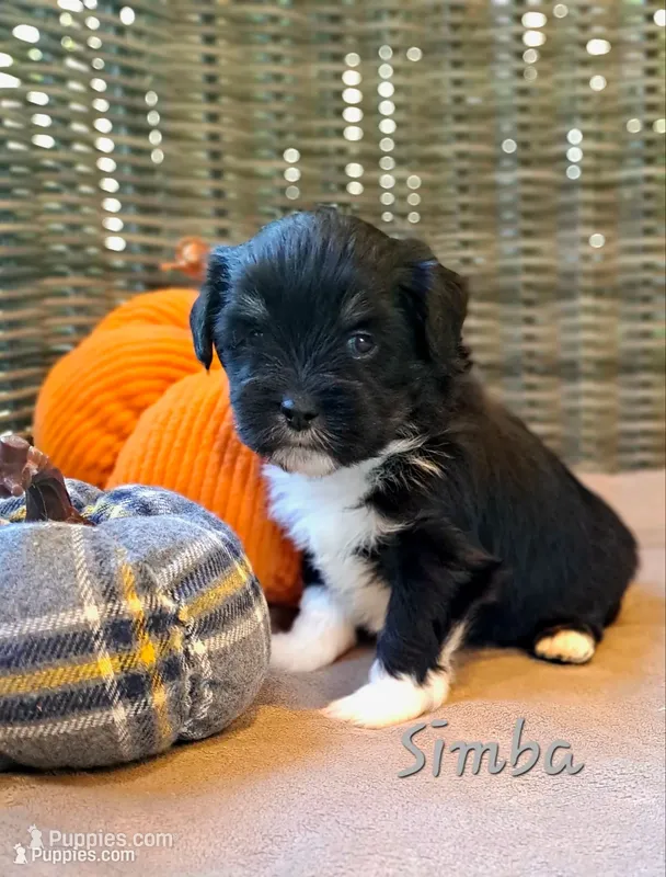 AKC Simba – Lhasa Apso puppy for sale in Due West, SC