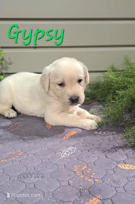 Gypsy – Goldador puppy for sale in Due West, SC
