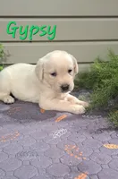 Gypsy, a female Goldador for sale in Due West, SC – 1 of 2